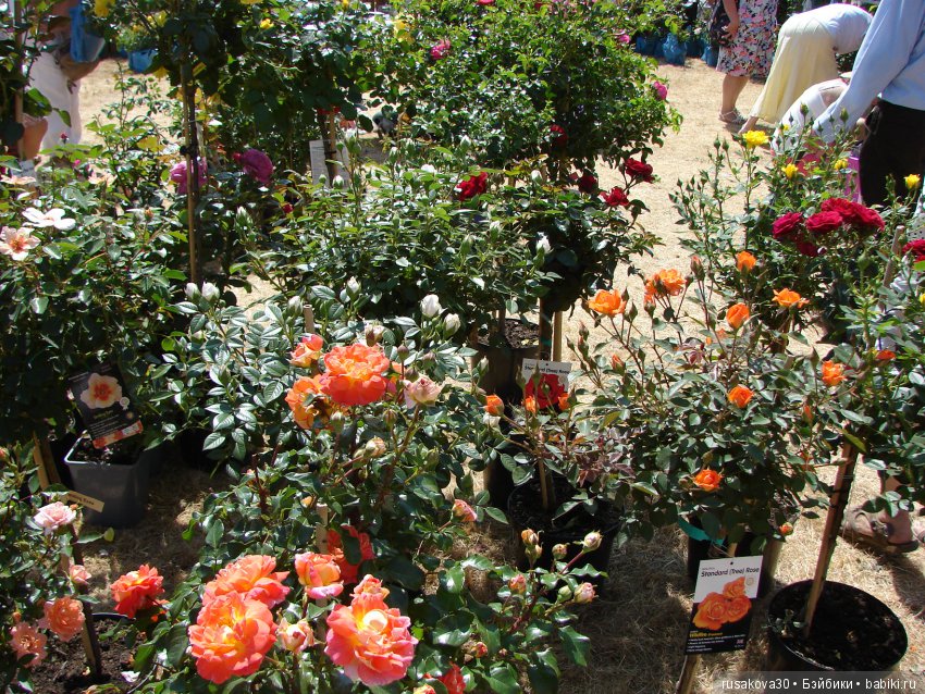 Цветочная ярмарка в королевском поместье