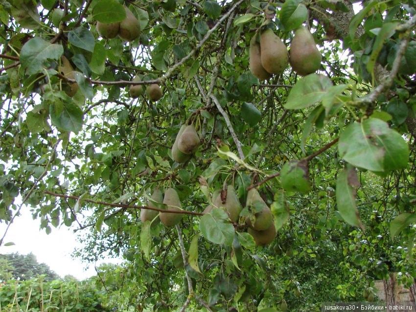 Продолжаем знакомиться с Туманным Альбионом, Canons Ashby