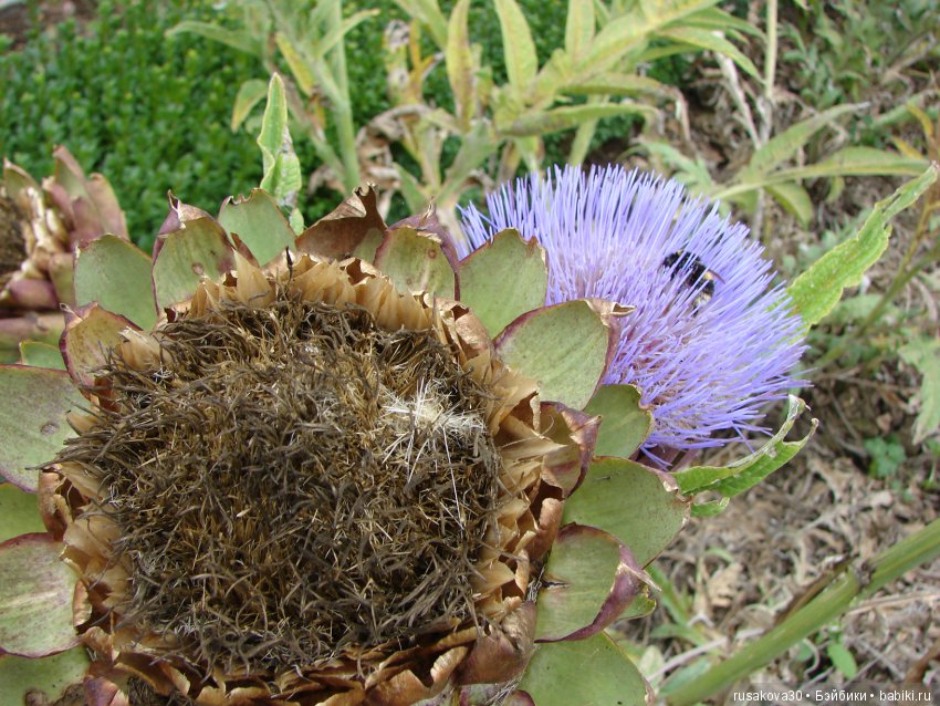 Продолжаем знакомиться с Туманным Альбионом, Canons Ashby