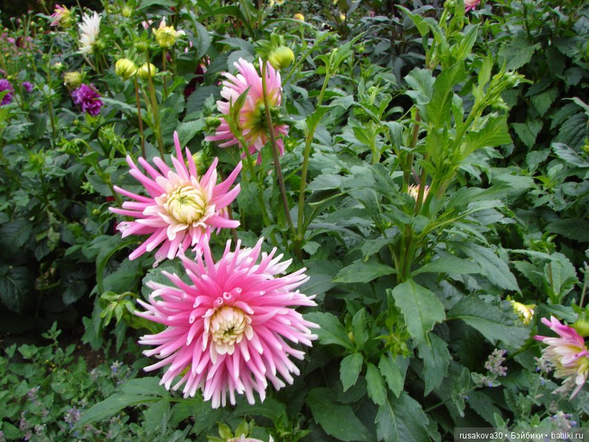 Продолжаем знакомиться с Туманным Альбионом, Canons Ashby