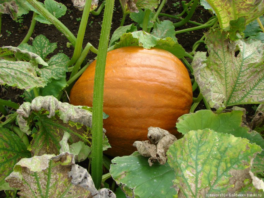 Продолжаем знакомиться с Туманным Альбионом, Canons Ashby