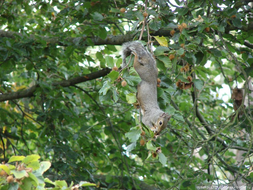 Королевские ботанические сады Кью (Kew Gardens) день второй