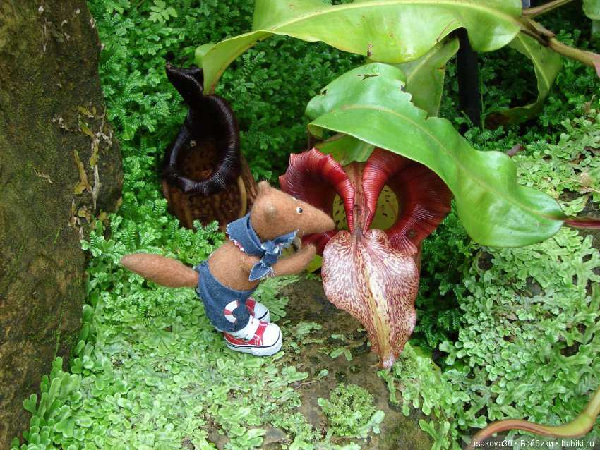 Королевские ботанические сады Кью (Kew Gardens)