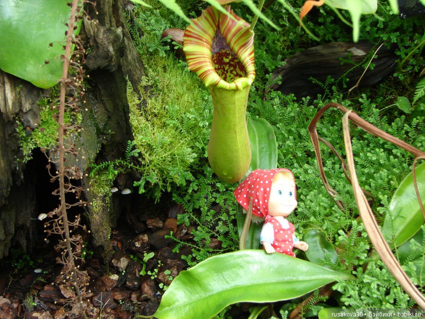 Королевские ботанические сады Кью (Kew Gardens)