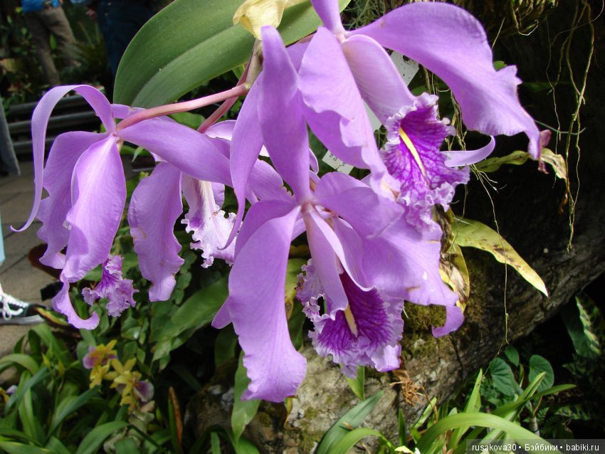 Королевские ботанические сады Кью (Kew Gardens)