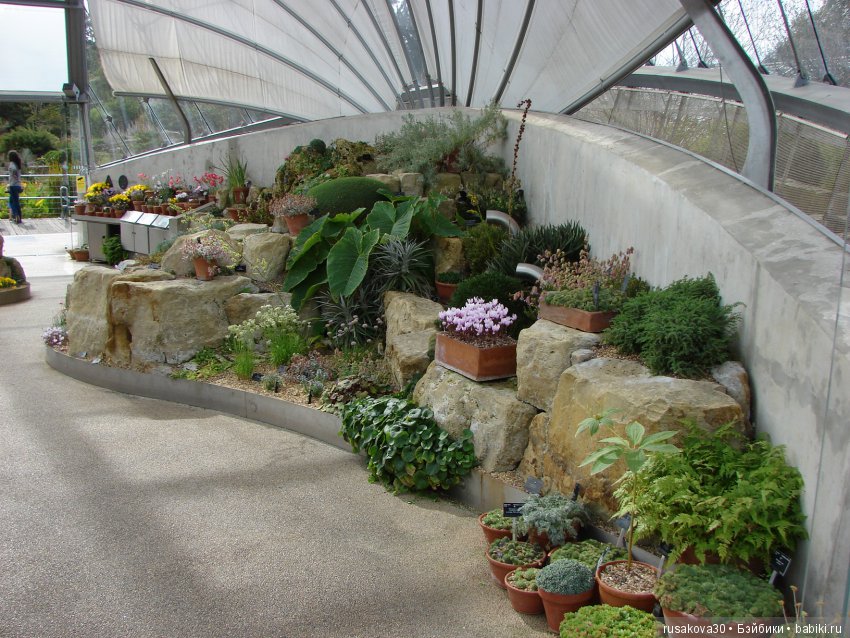 Королевские ботанические сады Кью (Kew Gardens) день второй (фото 8)