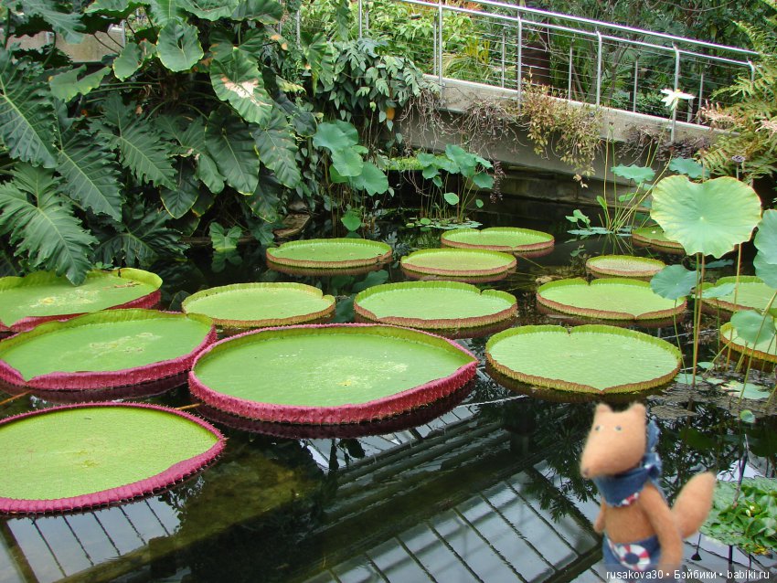 Королевские ботанические сады Кью (Kew Gardens)