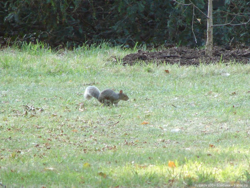 Королевские ботанические сады Кью (Kew Gardens) день второй
