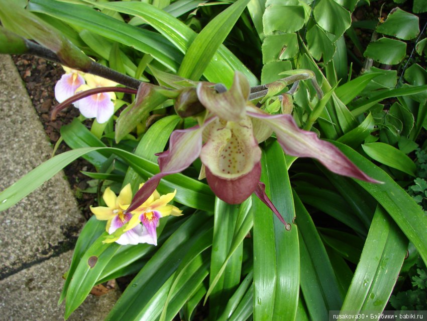Королевские ботанические сады Кью (Kew Gardens)