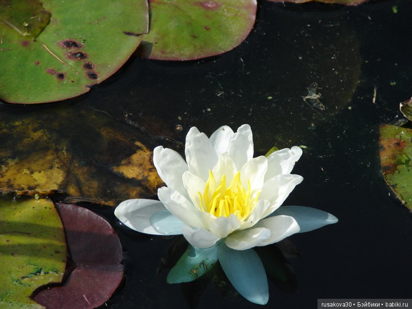 Королевские ботанические сады Кью (Kew Gardens) день второй