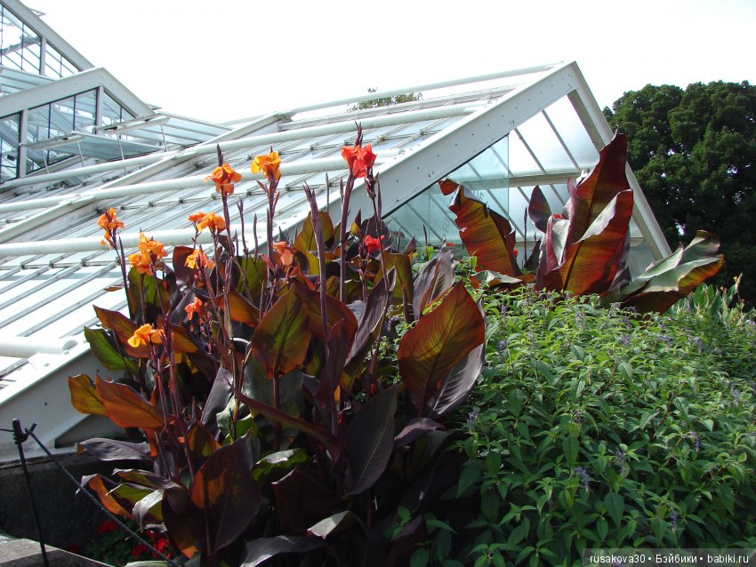 Королевские ботанические сады Кью (Kew Gardens) (фото 10)