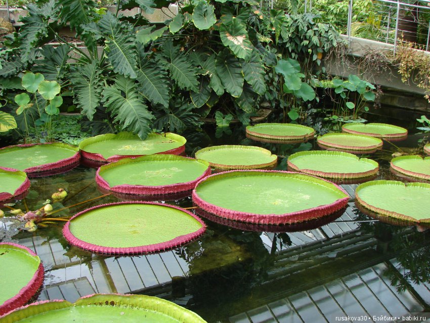 Королевские ботанические сады Кью (Kew Gardens)