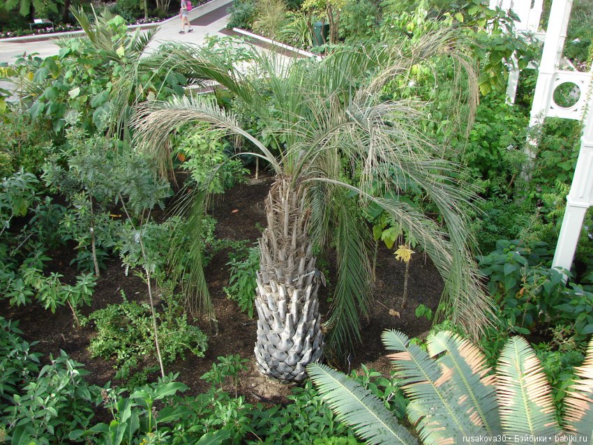 Королевские ботанические сады Кью (Kew Gardens)