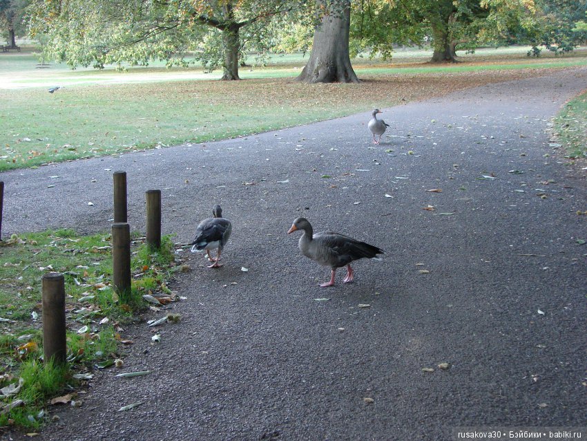 Королевские ботанические сады Кью (Kew Gardens) день второй