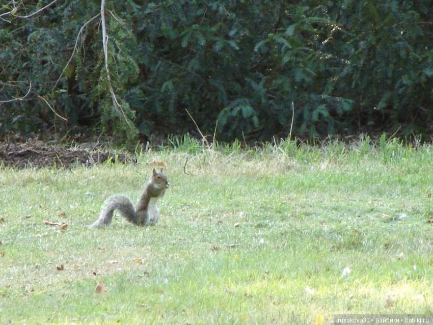 Королевские ботанические сады Кью (Kew Gardens) день второй