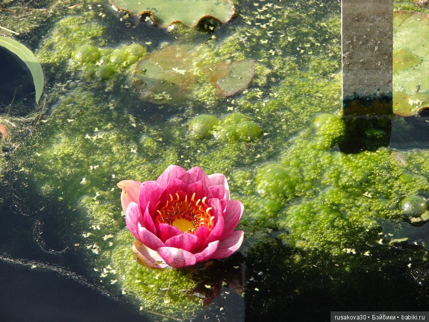 Королевские ботанические сады Кью (Kew Gardens) день второй