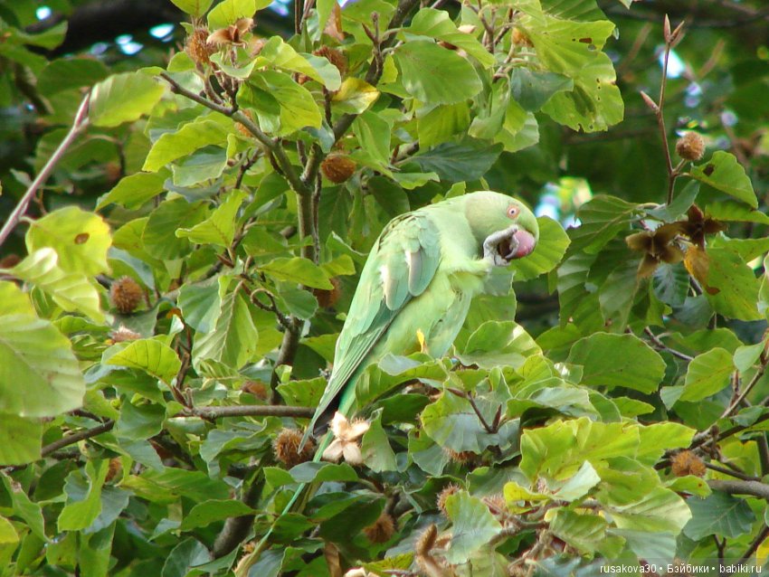 Королевские ботанические сады Кью (Kew Gardens) день второй