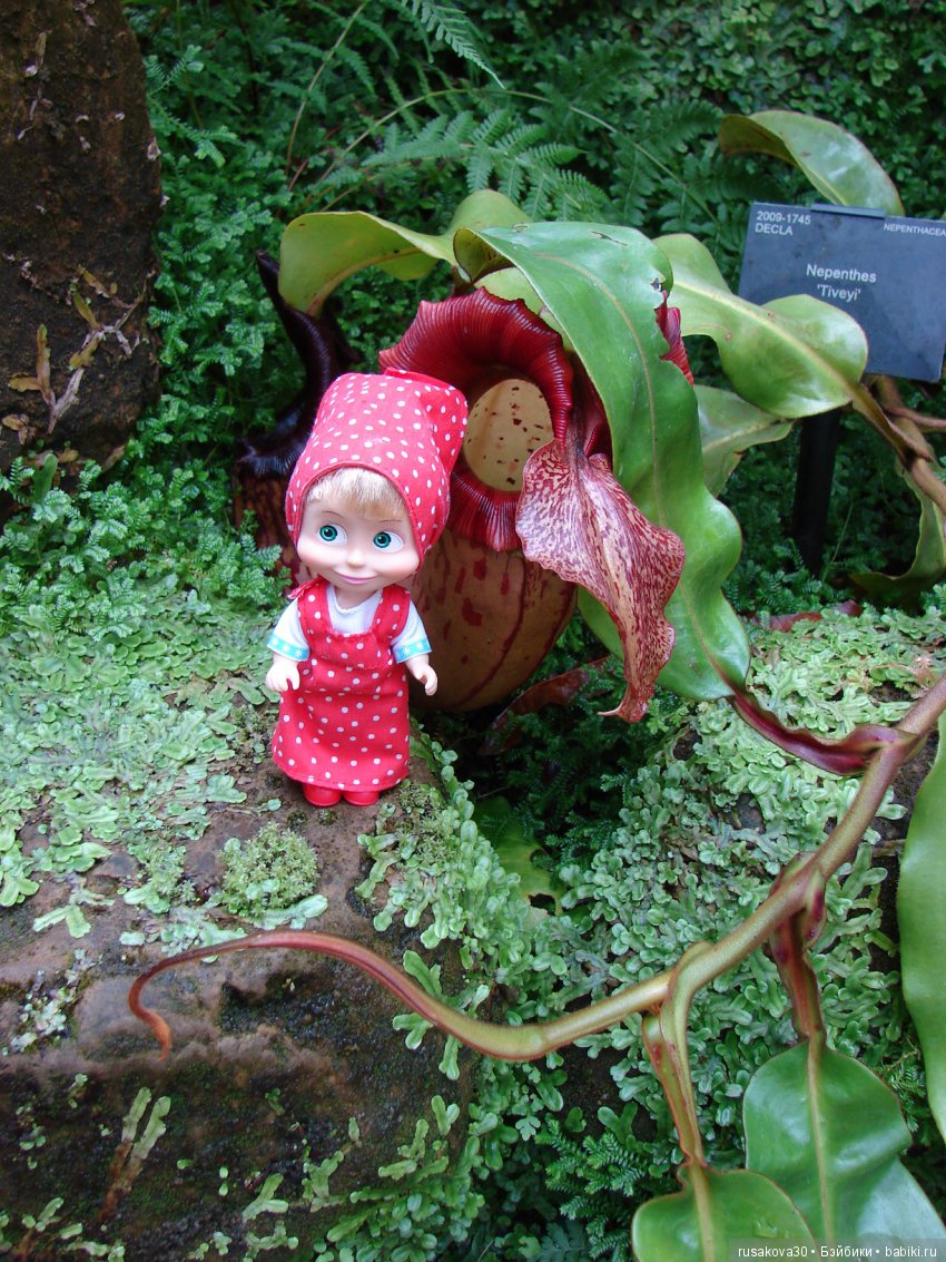 Королевские ботанические сады Кью (Kew Gardens)