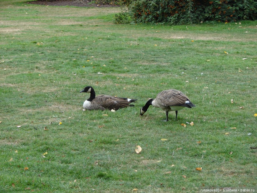 Королевские ботанические сады Кью (Kew Gardens) день второй