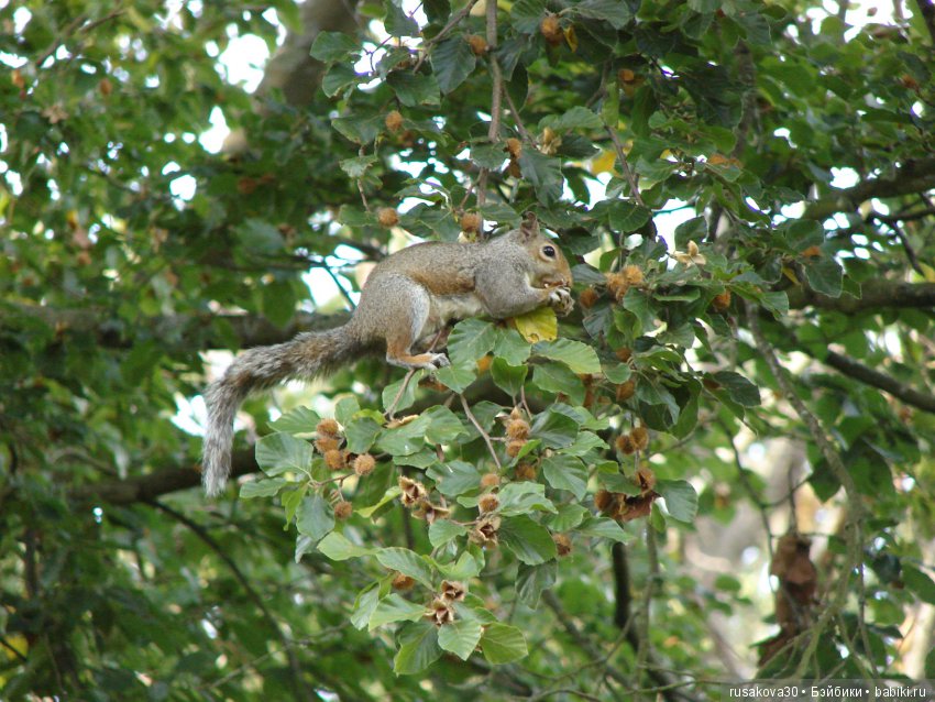 Королевские ботанические сады Кью (Kew Gardens) день второй