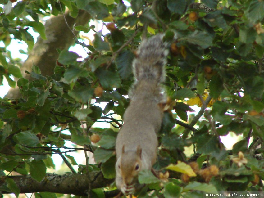 Королевские ботанические сады Кью (Kew Gardens) день второй
