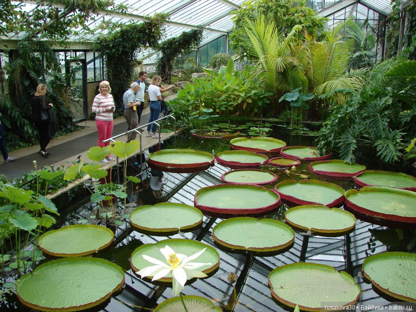 Королевские ботанические сады Кью (Kew Gardens)
