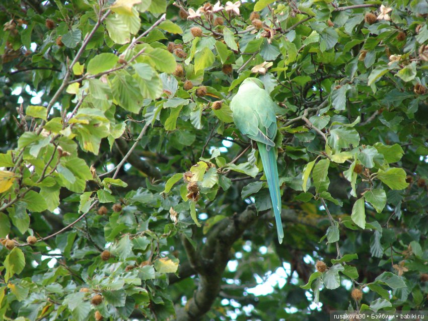 Королевские ботанические сады Кью (Kew Gardens) день второй