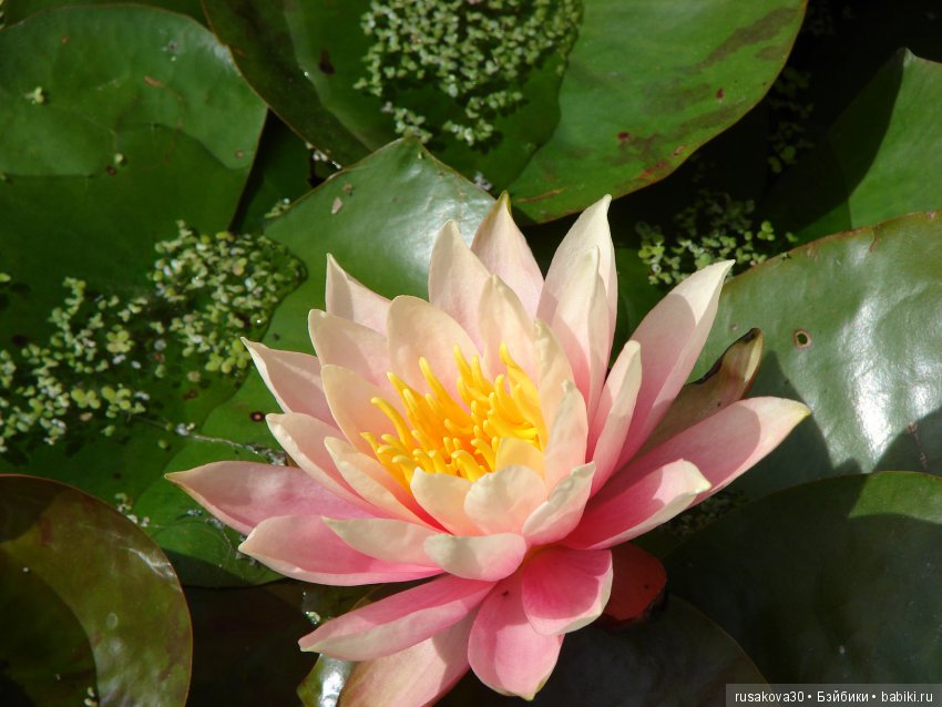 Королевские ботанические сады Кью (Kew Gardens) день второй