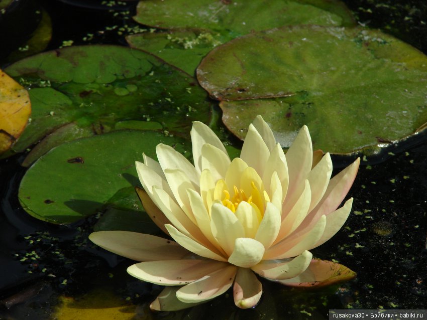 Королевские ботанические сады Кью (Kew Gardens) день второй