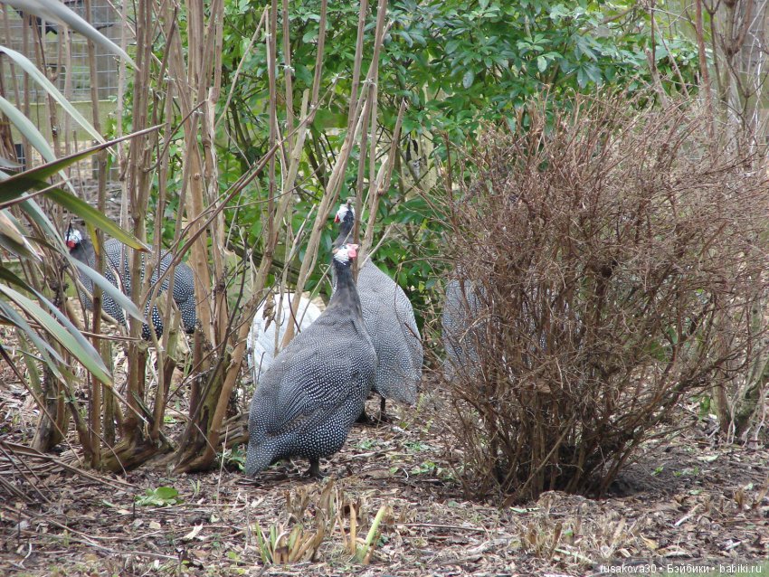 Старая, старая сказка — Куклы Marie Osmond (Мари Осмонд): серия Adora Belle