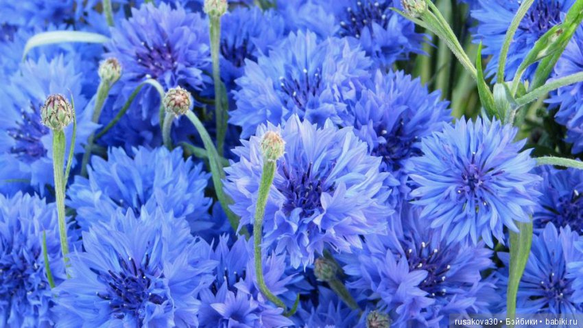 Цвет настроения синий | Бэйбики Цвет настроения синий — Болталка и разговоры обо всем: жизнь