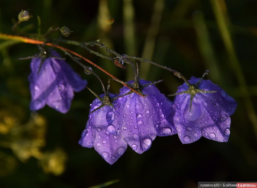 Цвет настроения синий | Бэйбики Цвет настроения синий — Болталка и разговоры обо всем: жизнь