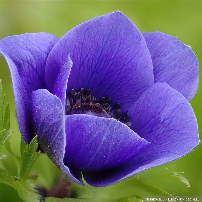 Цвет настроения синий | Бэйбики Цвет настроения синий — Болталка и разговоры обо всем: жизнь