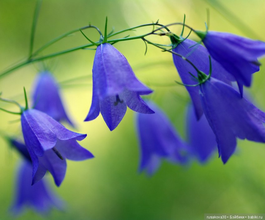 Цвет настроения синий | Бэйбики Цвет настроения синий — Болталка и разговоры обо всем: жизнь