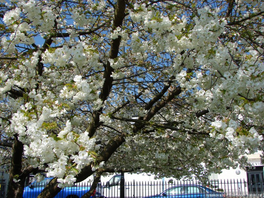 Энн из зеленых Мезонинов — Куклы Helen Kish (Хелен Киш): Riley (Райли)