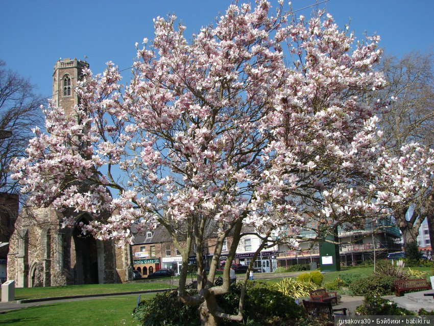 Энн из зеленых Мезонинов — Куклы Helen Kish (Хелен Киш): Riley (Райли)