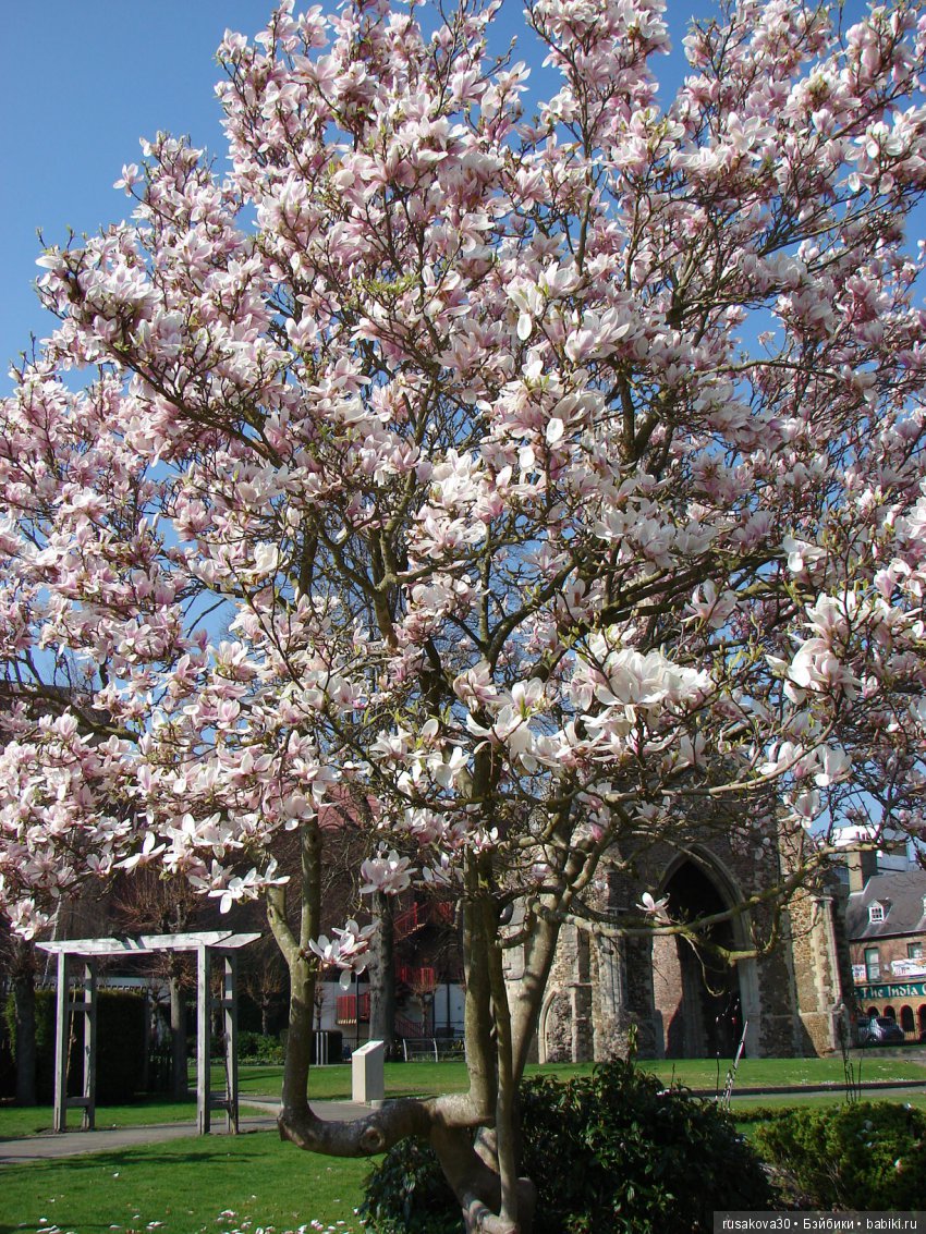 Энн из зеленых Мезонинов — Куклы Helen Kish (Хелен Киш): Riley (Райли)