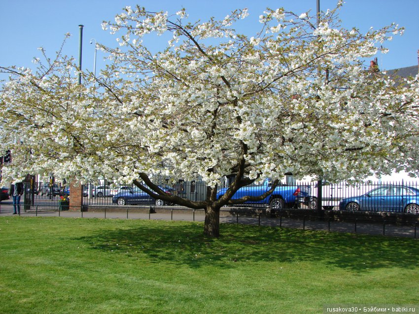 Энн из зеленых Мезонинов — Куклы Helen Kish (Хелен Киш): Riley (Райли)