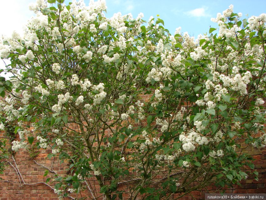 Сады замка Алник Alnwick Castle (фото 4)