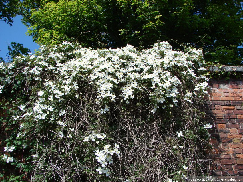 Сады замка Алник Alnwick Castle