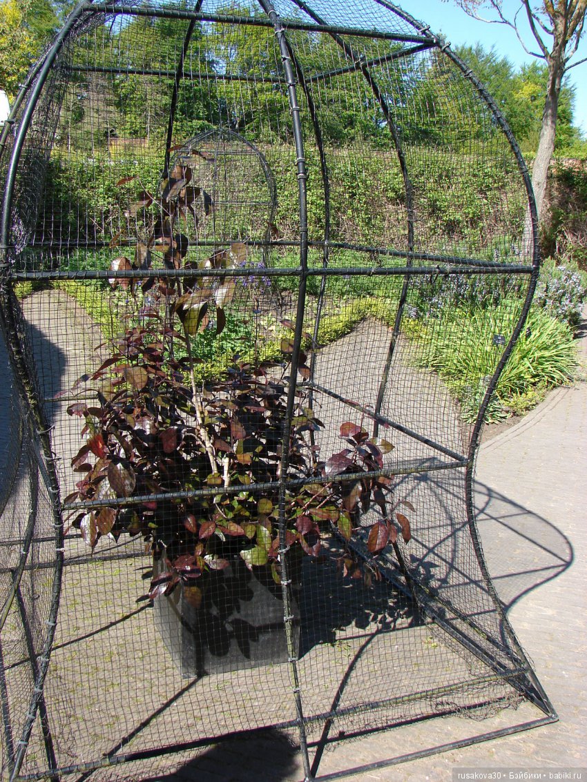 Сады замка Алник Alnwick Castle