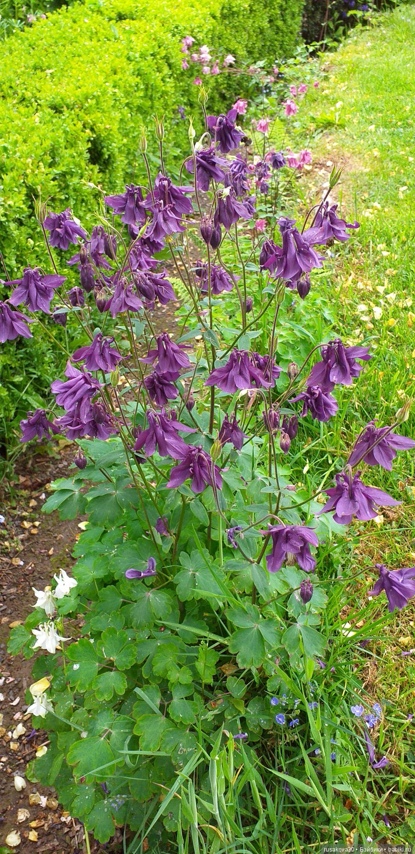 Музей Томаса Бьюика, Thomas Bewick