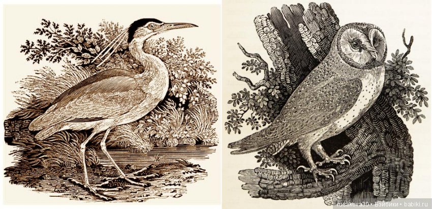 Музей Томаса Бьюика, Thomas Bewick (фото 5)