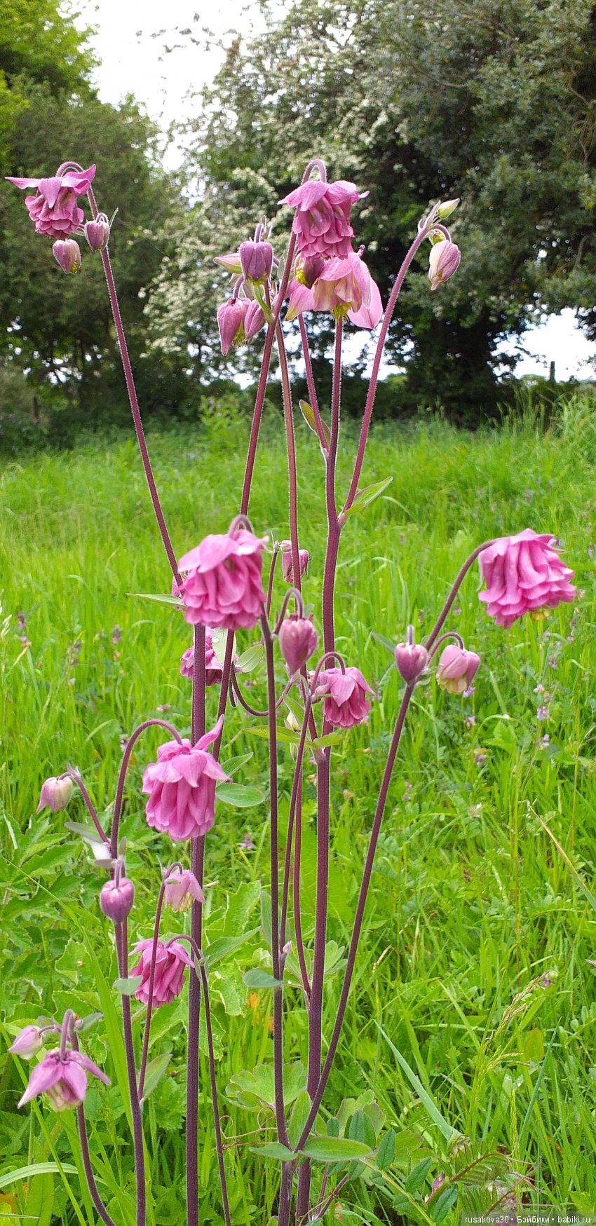 Музей Томаса Бьюика, Thomas Bewick