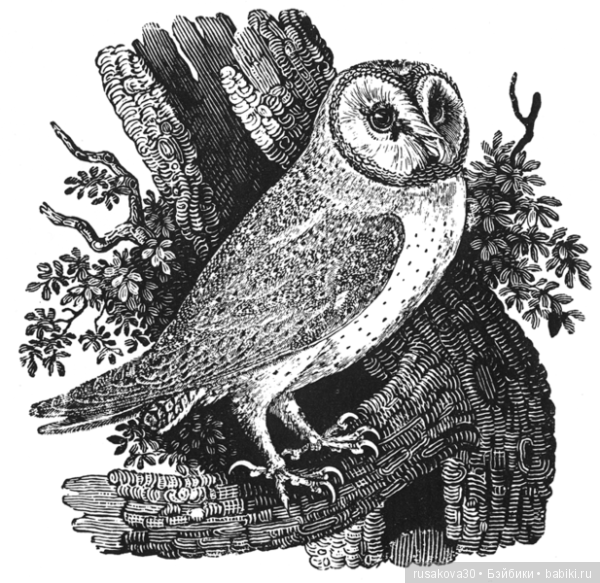 Музей Томаса Бьюика, Thomas Bewick (фото 6)