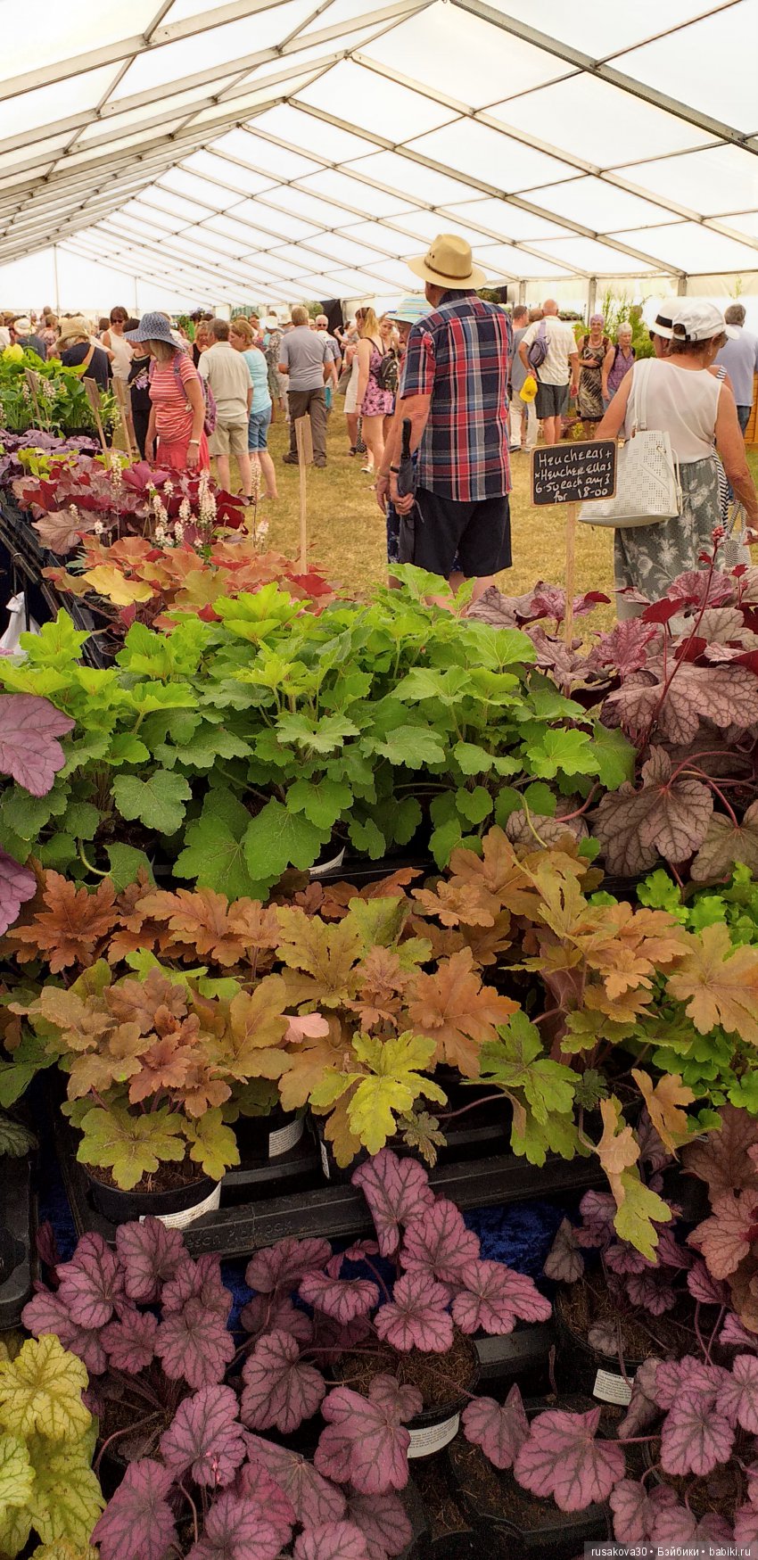 Выставка цветов в королевском поместье в Сандрингеме