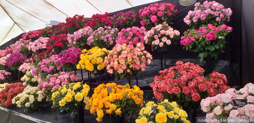 Выставка цветов в королевском поместье в Сандрингеме (фото 8)