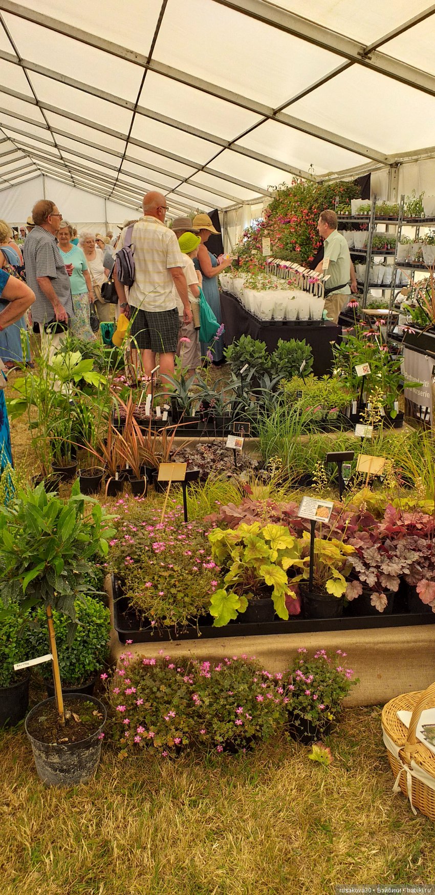 Выставка цветов в королевском поместье в Сандрингеме