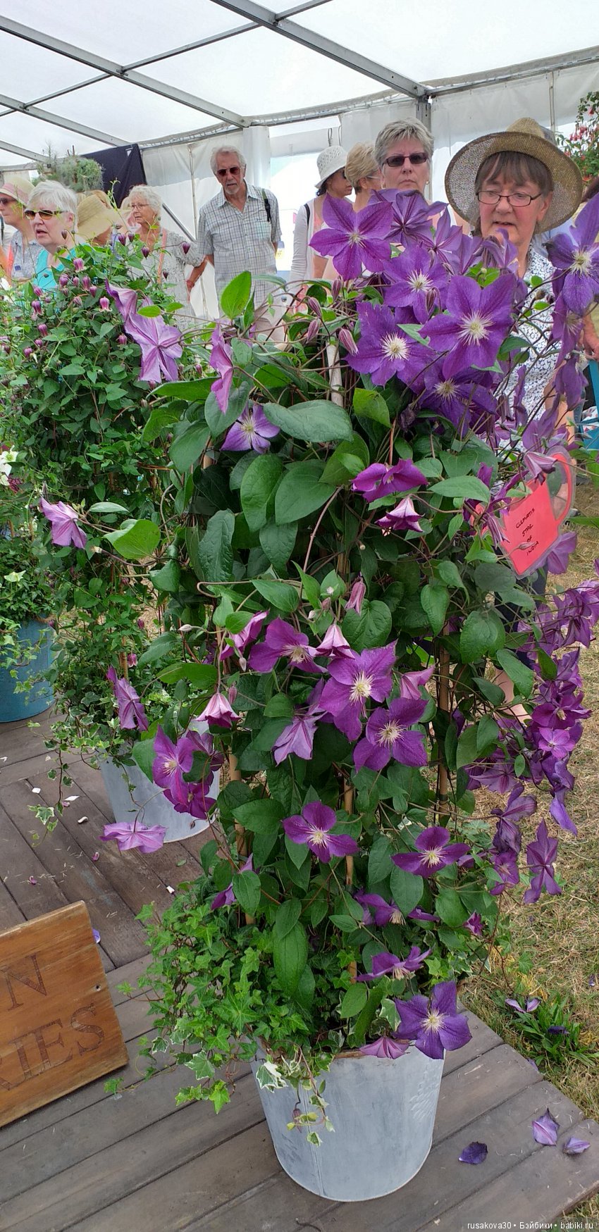 Выставка цветов в королевском поместье в Сандрингеме