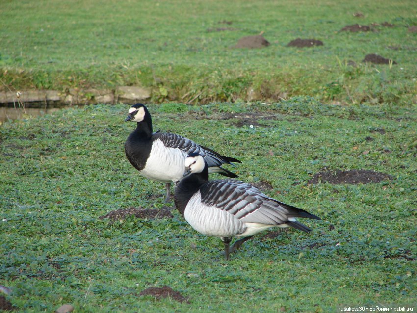Маленький заповедник Pensthorpe